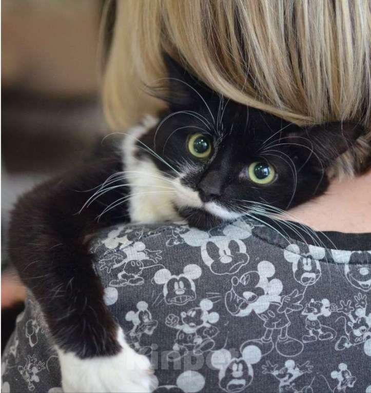 Кошки в Москве: Маркизу нужен надёжный дом Мальчик, Бесплатно - фото 4