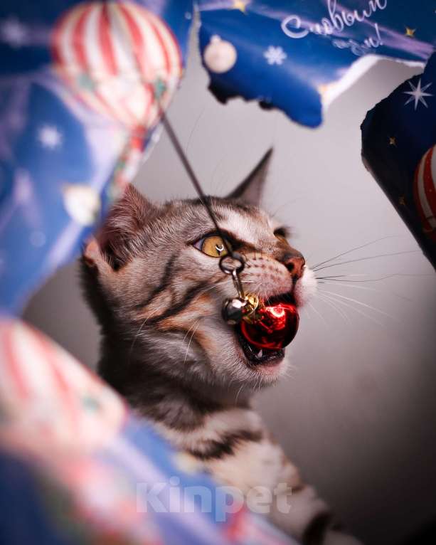 Кошки в Москве: Бенгальский котенок серебро Мальчик, 45 000 руб. - фото 8