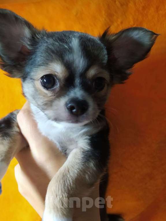 Собаки в Краснодаре: Щенки чихуахуа  Мальчик, 15 000 руб. - фото 1