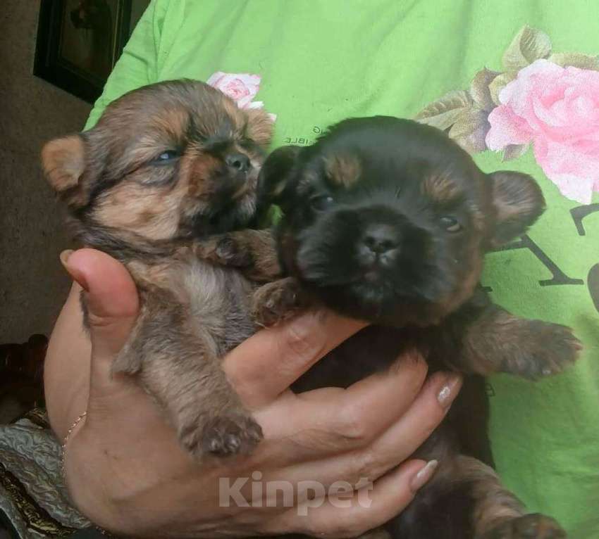 Собаки в Москве: Малыши Shorkie мальчики Мальчик, 20 000 руб. - фото 4