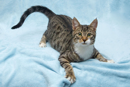 Ищет свою семью братик Шпротик