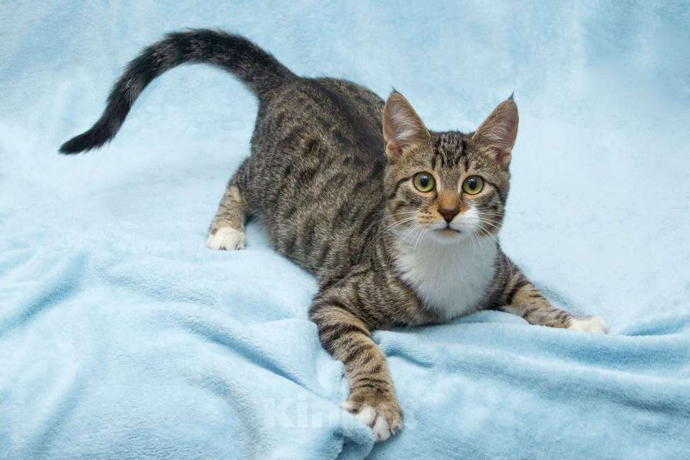 Кошки в Москве: Ищет свою семью братик Шпротик Мальчик, Бесплатно - фото 1