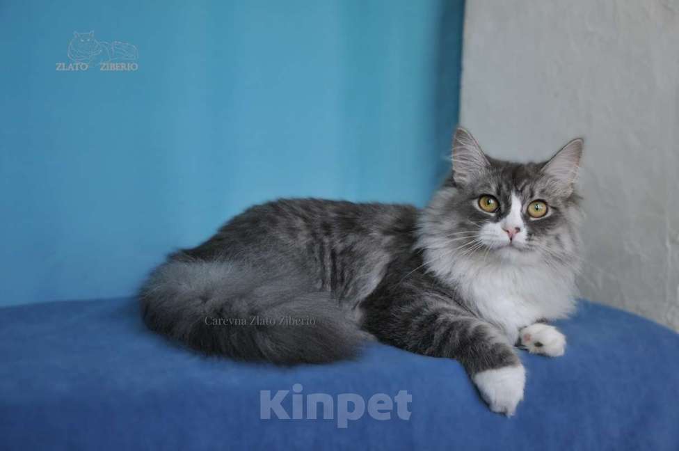 Кошки в Москве: Сибирская девочка Царевна. Девочка, 35 000 руб. - фото 2