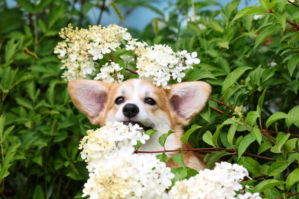 Собаки в Новосибирске: Щенок Вельш корги пемброк Девочка, 70 000 руб. - фото 2