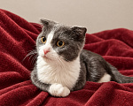 Кошки в Москве: Вислоухий котенок в добрые руки Девочка, Бесплатно - фото 3