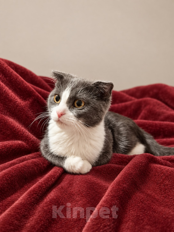 Кошки в Москве: Вислоухий котенок в добрые руки Девочка, Бесплатно - фото 3