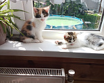 Кошки в Подольске: Котята Девочка, 1 руб. - фото 3