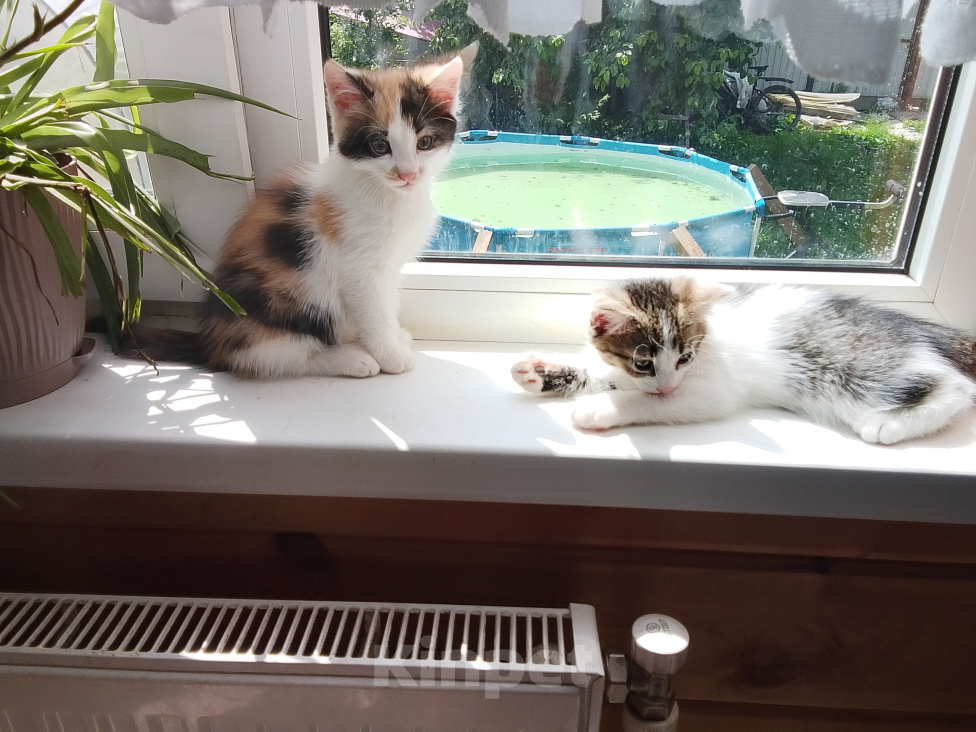 Кошки в Подольске: Котята Девочка, 1 руб. - фото 3