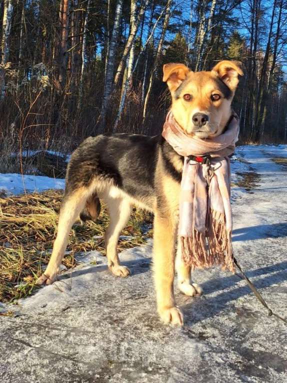 Собаки в других городах Московской области: Щенок в добрые руки  Мальчик, Бесплатно - фото 6