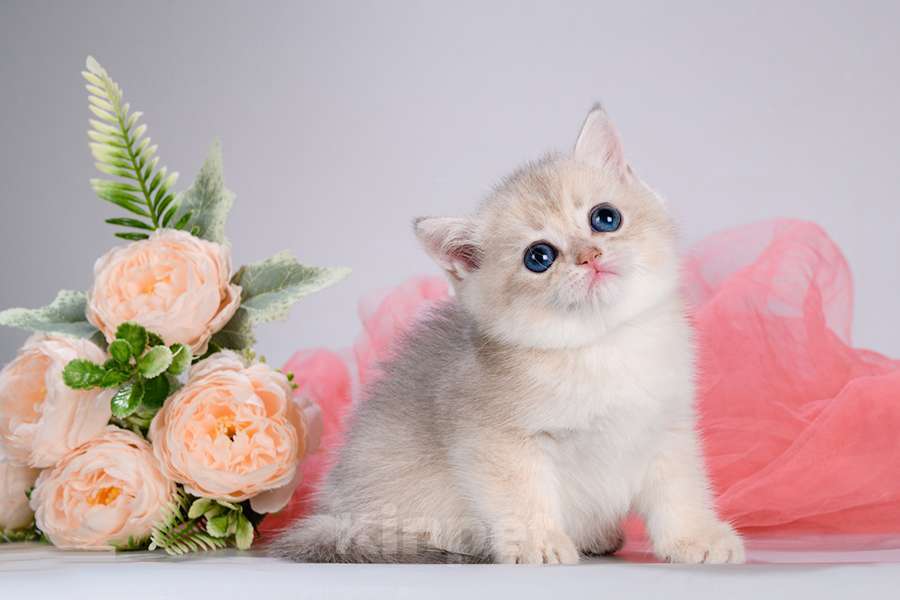 Кошки в Москве: Британские котята. Золотые шиншиллы Мальчик, Бесплатно - фото 7