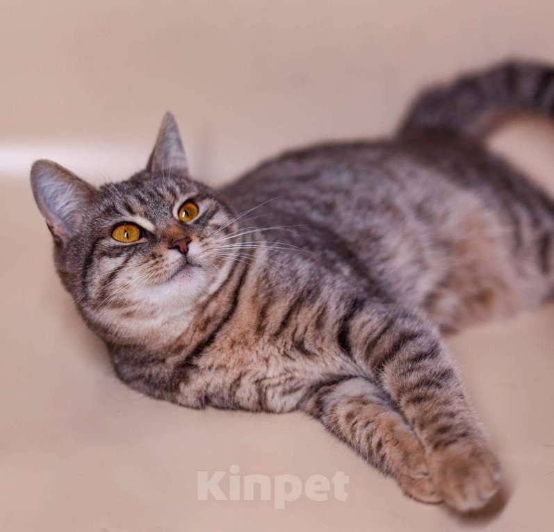 Кошки в Москве: кот Носик и кошка Вита ищут дом Мальчик, Бесплатно - фото 6