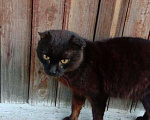 Кошки в Сыктывкаре: Щотландец., 50 руб. - фото 2