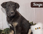 Собаки в Москве: 6 разноцветных щенков: шоколадные, трехцветные и другие ищут дом, Бесплатно - фото 9