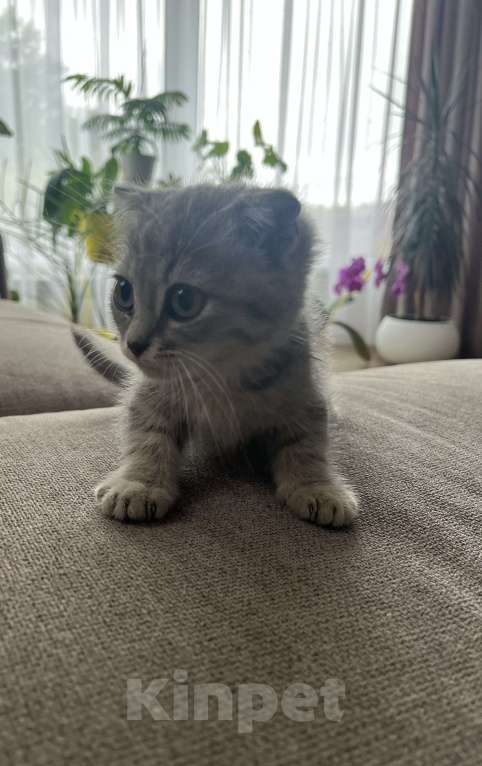 Кошки в других городах Самарской области: Шотландские котята вислоухие Девочка, 1 500 руб. - фото 2