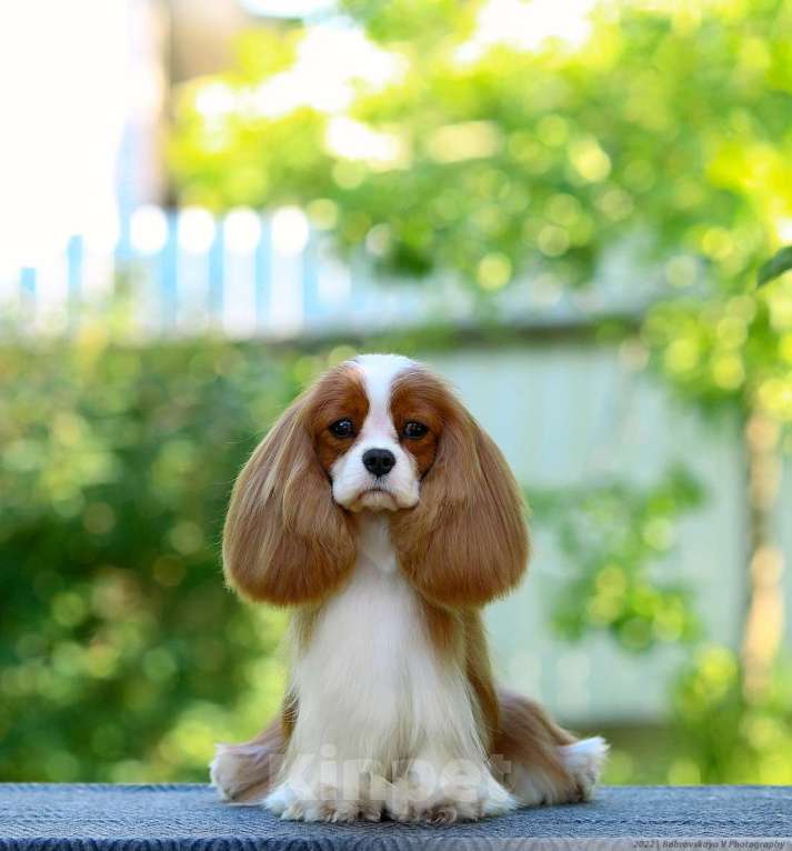 Собаки в других городах Московской области: Предлагается для вязки кавалер кинг чарльз спаниель Мальчик, 50 000 руб. - фото 3