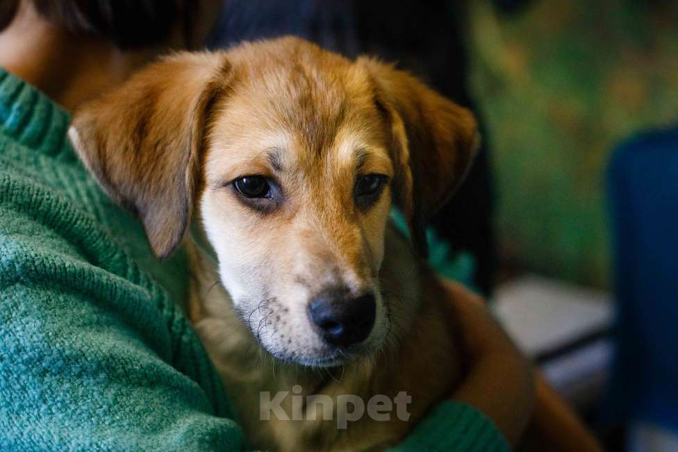 Собаки в Москве: Рыжий щенок девочка в добрые руки Мальчик, 11 руб. - фото 4