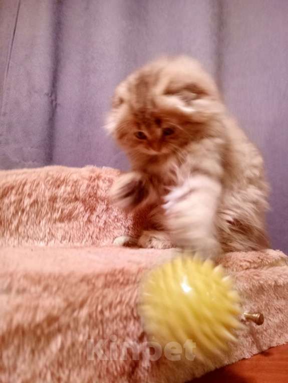 Кошки в Екатеринбурге: Шотландская вислоухая девочка Девочка, Бесплатно - фото 6