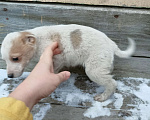 Собаки в других городах Свердловской области: Щенки ищут хозяев  Мальчик, Бесплатно - фото 2