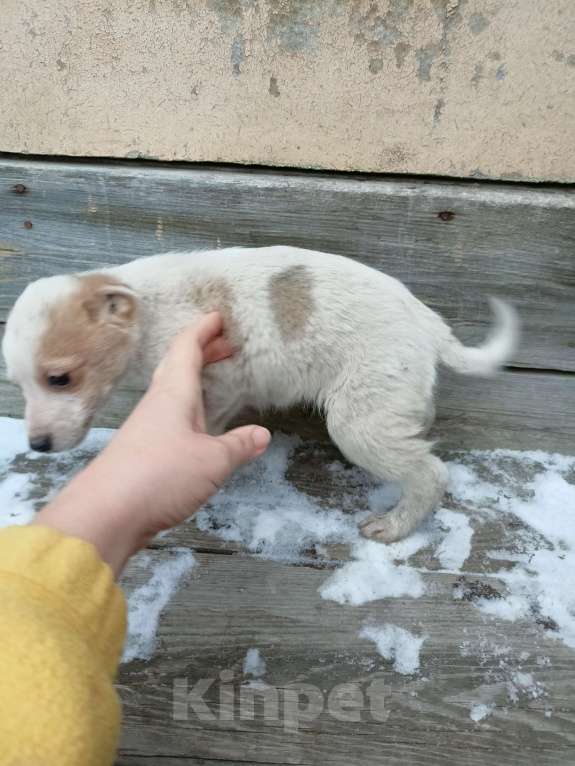 Собаки в других городах Свердловской области: Щенки ищут хозяев  Мальчик, Бесплатно - фото 2