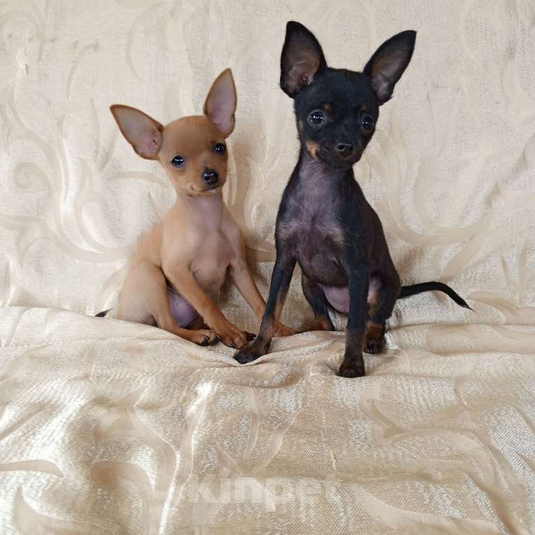 Собаки в Санкт-Петербурге: Гладкошёрстные щенки  Мальчик, 30 000 руб. - фото 6