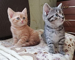Кошки в Егорьевске: Замечательному котенку-котику очень нужен дом Мальчик, Бесплатно - фото 2