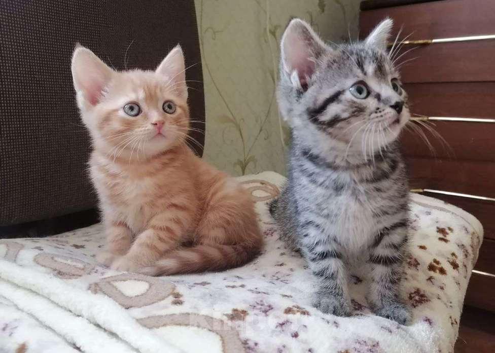 Кошки в Егорьевске: Замечательному котенку-котику очень нужен дом Мальчик, Бесплатно - фото 2