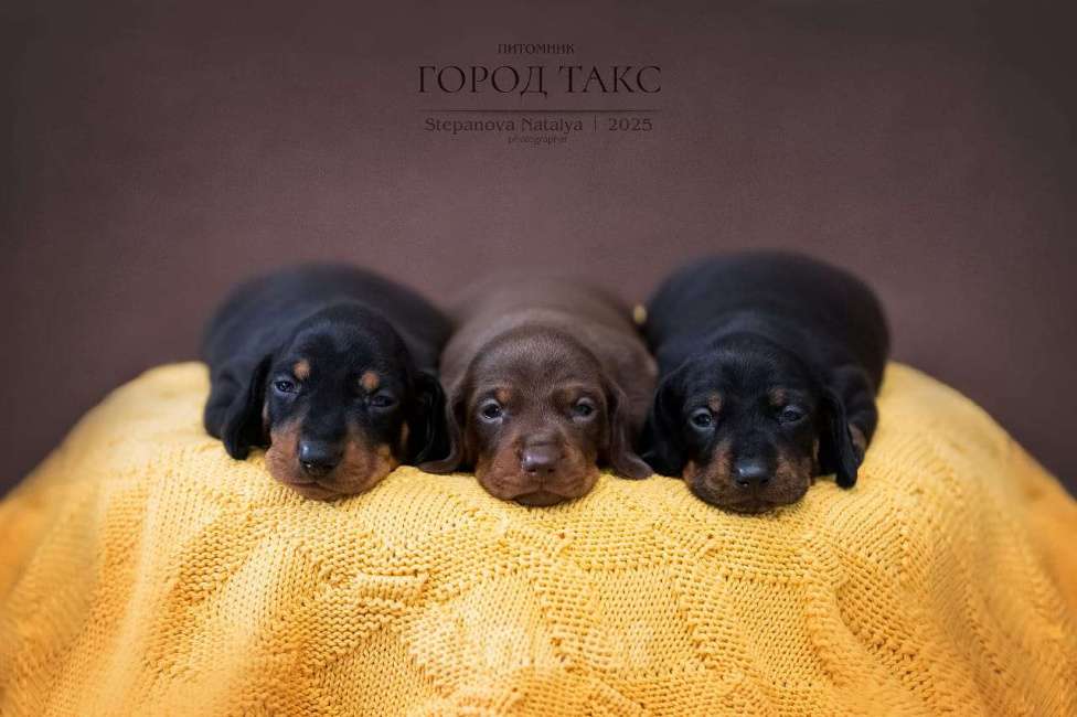 Собаки в Благовещенске: Такса миниатюрная гладкошерстная  Девочка, 60 000 руб. - фото 3