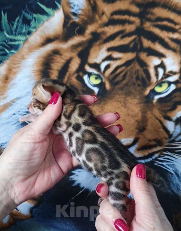 Кошки в Симферополе: Бенгальские котята Мальчик, 80 000 руб. - фото 6