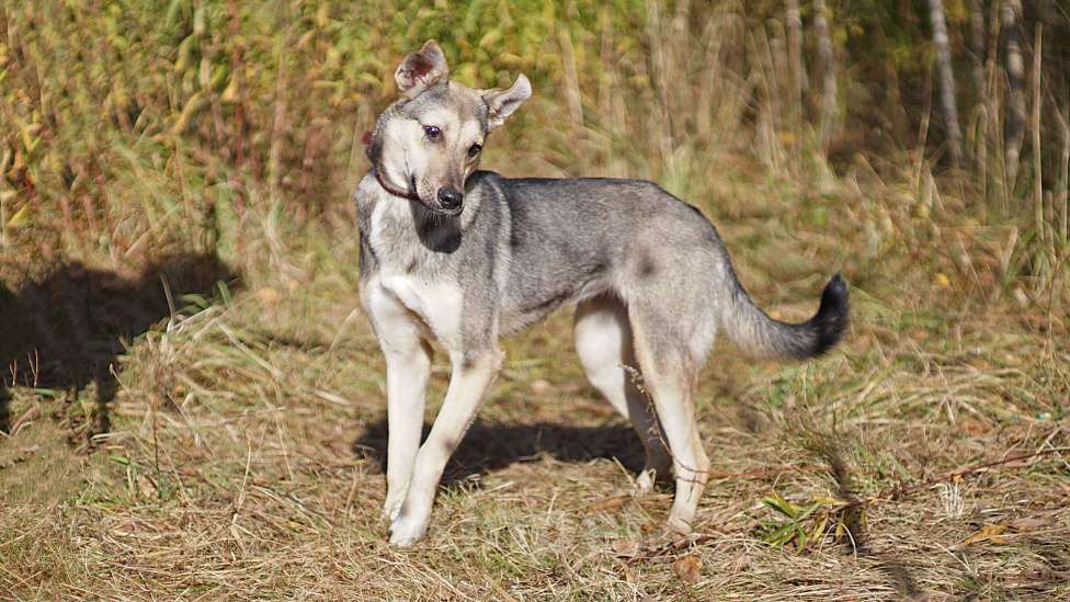 Собаки в Ногинске: Мэй - забавная собачка совсем юного возраста ждет свою семью в приюте! Девочка, Бесплатно - фото 2