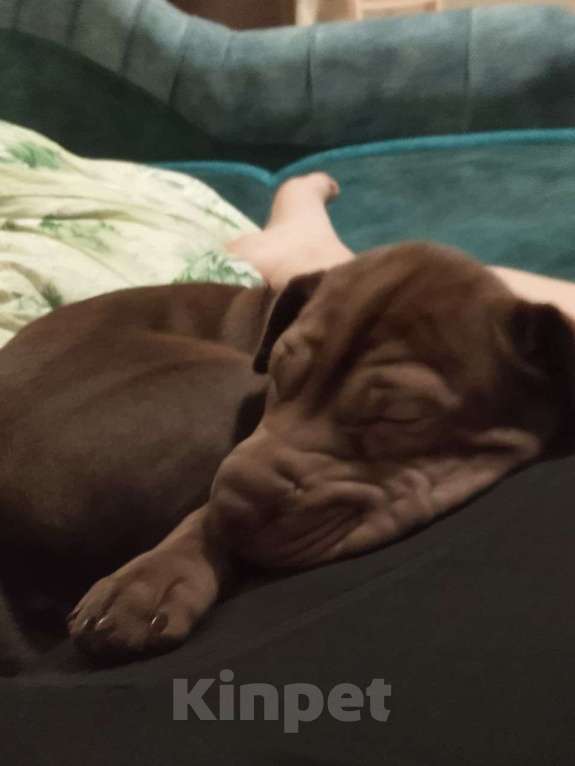 Собаки в Москве: Продам щенок 3 месяца (девочка) Девочка, 10 000 руб. - фото 1