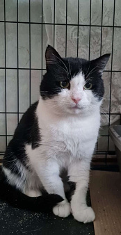 Пират ждет своего Человека