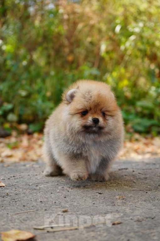 Собаки в Мур: щенок Померанский шпиц Девочка, Бесплатно - фото 3