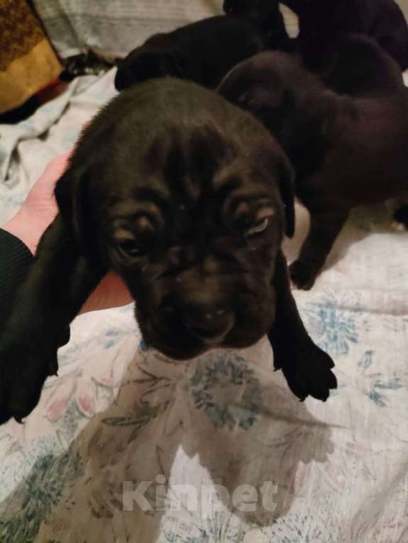 Собаки в Красногорске: Будущие чемпионы- щенки породы кане корсо. Чистокровные. Мальчик, 74 000 руб. - фото 6