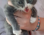 Кошки в Подольске: Котенок Мальчик, 1 руб. - фото 2