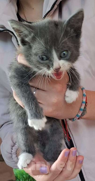 Кошки в Подольске: Котенок Мальчик, 1 руб. - фото 2