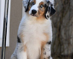 Собаки в Зеленограде: Миниатюрная Американская овчарка  Мальчик, 100 000 руб. - фото 2