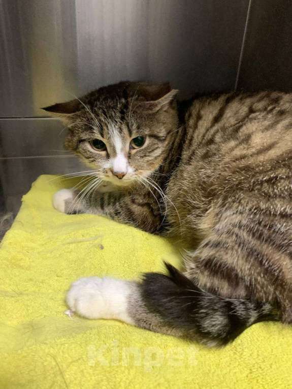 Кошки в Санкт-Петербурге: кошечка ищет дом 🏡 Девочка, Бесплатно - фото 1