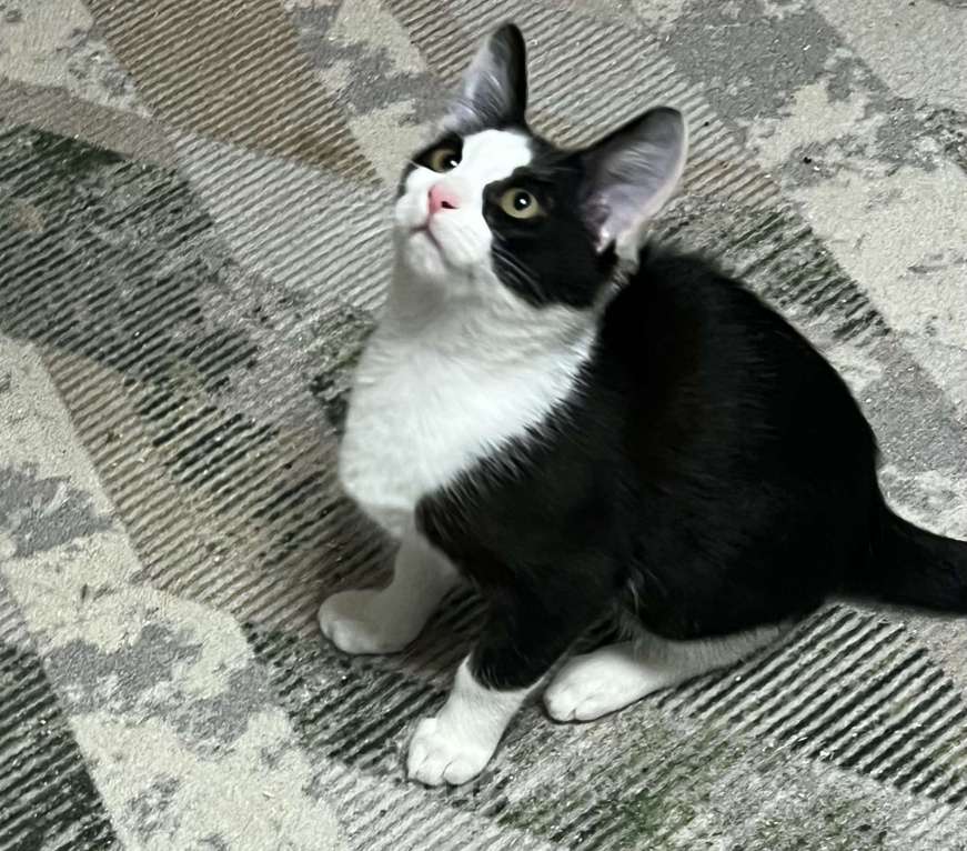 Кошки в других городах Московской области: Ласковый котенок Оскар 3 месяца Мальчик, Бесплатно - фото 3