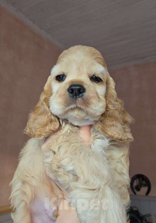 Собаки в Пушкино: Американский кокер спаниель щенок кобель Мальчик, 80 000 руб. - фото 1