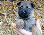 Собаки в Керчи: Щенки немецкой овчарки  Девочка, 70 000 руб. - фото 6