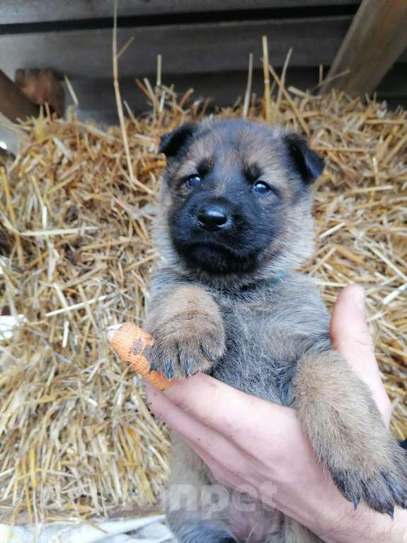 Собаки в Керчи: Щенки немецкой овчарки  Девочка, 70 000 руб. - фото 6