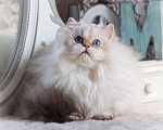 Кошки в Владивостоке: Британский котёнок. Нежное облачко Мальчик, 60 000 руб. - фото 4