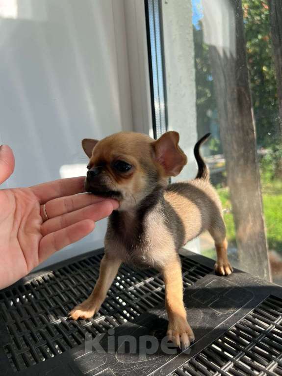 Собаки в Тюмени: Чихуахуа  Мальчик, 20 000 руб. - фото 2