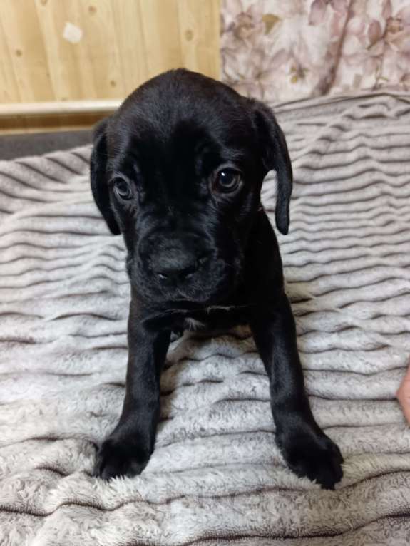 Собаки в других городах Забайкальского края: щенок Кане-корсо  Девочка, 20 000 руб. - фото 7