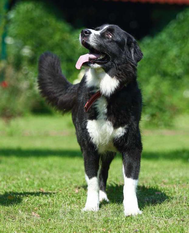 Собаки в Москве: Бордер-колли Маргоша в добрые руки Девочка, Бесплатно - фото 2