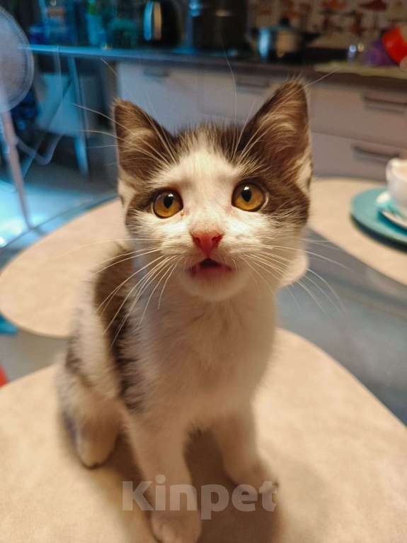 Кошки в Москве: Котёнок в добрые руки Девочка, Бесплатно - фото 2