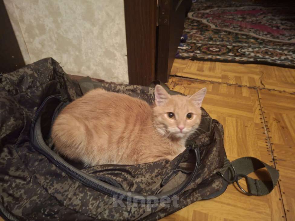 Кошки в Воронеже: Потерялся котик, пожалуйста помогите  Мальчик, 1 000 руб. - фото 2