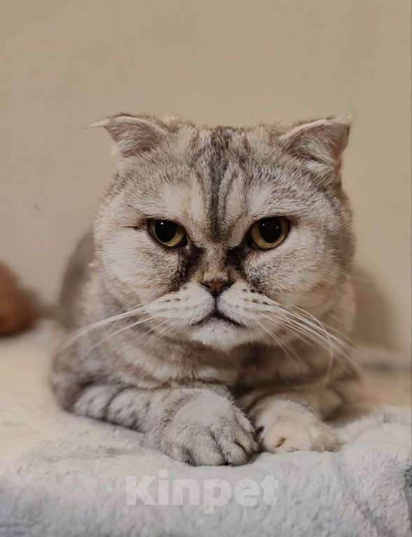 Кошки в Люберцах: Представляем вам очаровательную кошечку Эммочку! Девочка, Бесплатно - фото 7