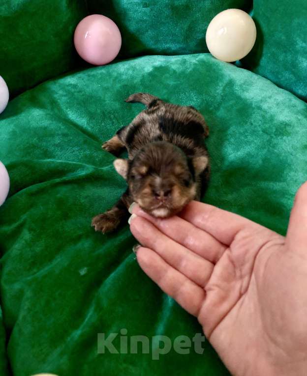 Собаки в Москве: Блю мерле йорк мальчик стандарт под резерв Мальчик, Бесплатно - фото 4