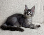 Кошки в Дмитрове: Черная серебристая тикированная девочка мейн кун Sakura  Девочка, 30 000 руб. - фото 6